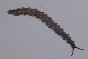 Media type: image;   Invertebrate Zoology 168056 Description: Digital photograph of specimen in life.;